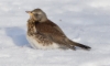 Räkättirastas Turdus pilaris Fieldfare 2cy