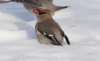 Tilhi Bombycilla garrulus Bohemian Waxwing 2cy