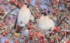 Tilhi Bombycilla garrulus Bohemian Waxwing male and female