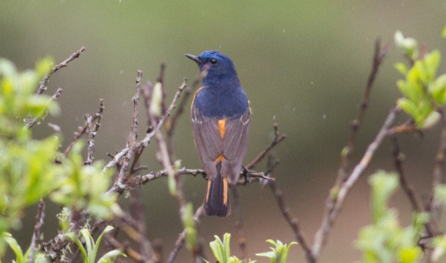 Louhikkoleppälintu Phoenicurus frontalis Blue-fronted Redstart male