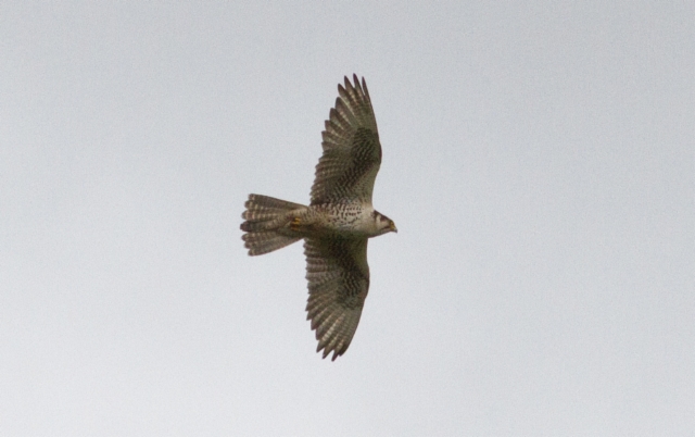 Aavikkohaukka Falco cherrug Lanner adult type ssp milvipes