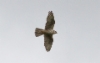 Aavikkohaukka Falco cherrug Lanner adult type ssp milvipes