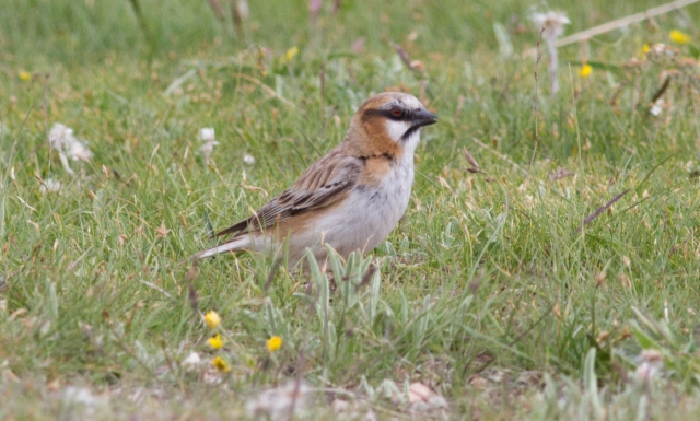 Rusolumivarpunen Pyrgilauda ruficollis Rufous--necked Snowfinch 