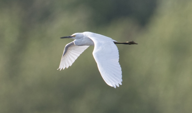 Lumihaikara Egretta thula Snowy Egret