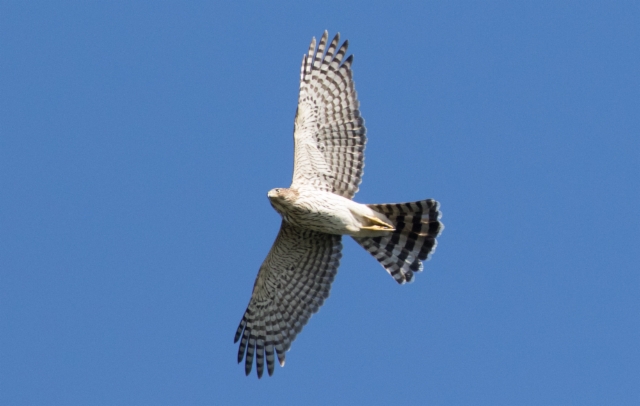 Kyyhkyhaukka Accipiter cooperi Cooper´s Hawk 1cy