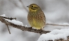 Keltasirkku Emberiza citrinella Yellowhammer +1cy male