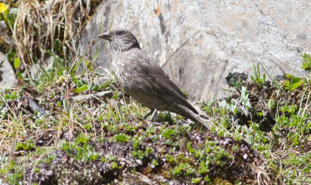 Pahtapunavarpunen Carpodacus puniceus Red-fronted Rosefinch female