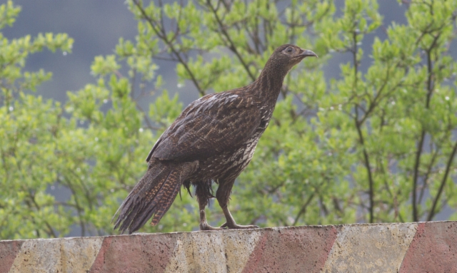 Kiinanloistofasaani Lophophorus ihuysii Chinese Monal female