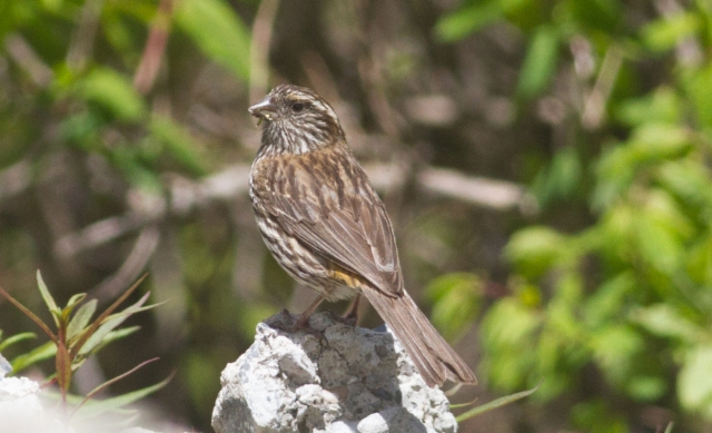 Katajapunavarpunen Carpodacus thura (dubius) Chinese White-browed Rosefinch female