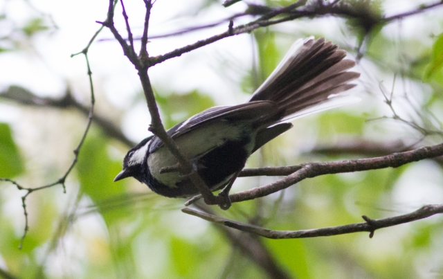 Japanese Tit Parus minor tibetanus male