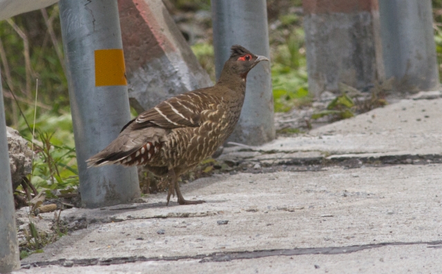 Paljakkalumipyy Tetraophasis obscurus Verreaux´s Monal Partridge