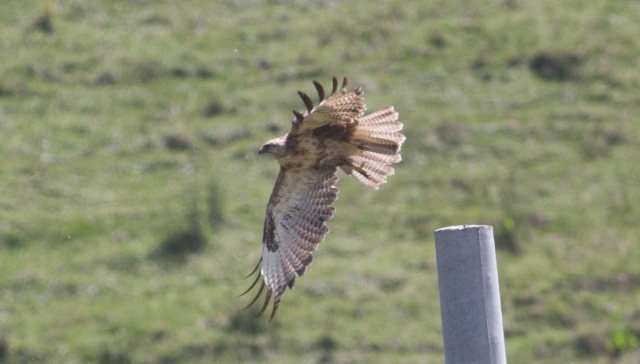 Mongolianhiirihaukka Buteo hemilasius Upland Buzzard