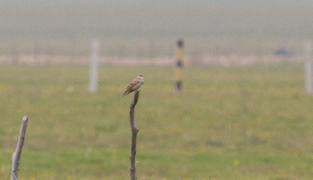 Tiibetinkiuru Melanocorypha maxima Tibetan Lark