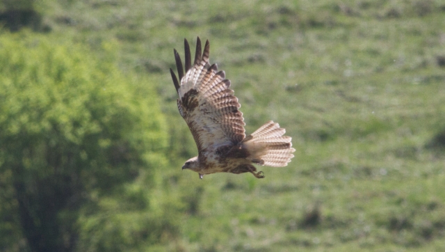 Mongolianhiirihaukka Buteo hemilasius Upland Buzzard 