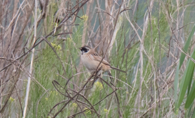 Huppusirkku emberiza yessoensis Ochre-rumped Bunting male