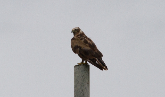 Mongolianhiirihaukka Buteo hemilasius Upland Buzzard