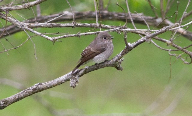 Siperiansieppo Muscicapa sibirica Dark-sided Flycatcher