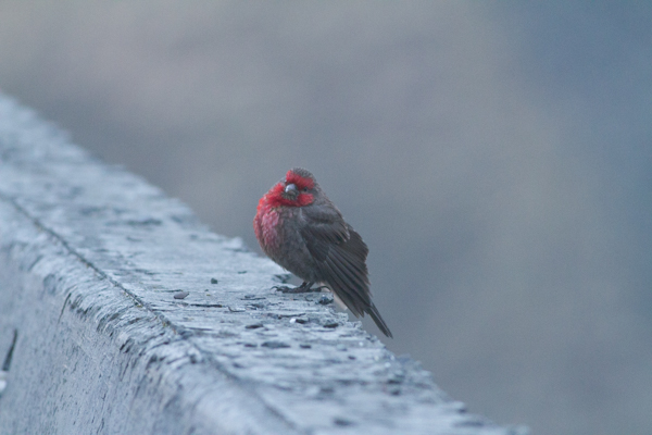 Pahtapunavarpunen Carpodacus puniceus Red-fronted Rosefinch male