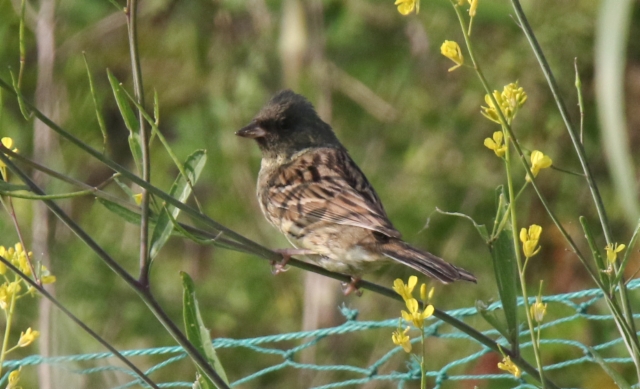 Harmaapääsirkku Emberiza spodocephala Black-faced Bunting +1cy male