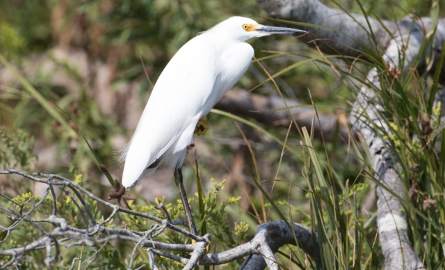 Lumihaikara Egretta thula Snowy Egret +1cy (+2cy)