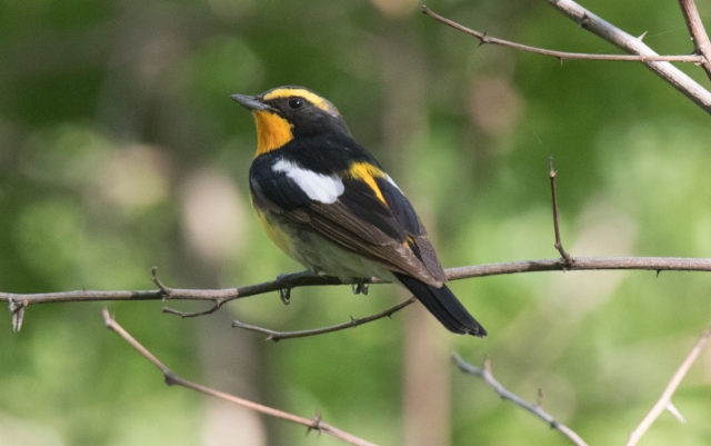 Narsissisieppo Ficedula narcissina Narcissus Flycatcher 2cy male