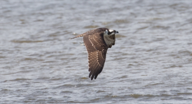 Kalasääski Pandion haliaetus Osprey 1 cy male