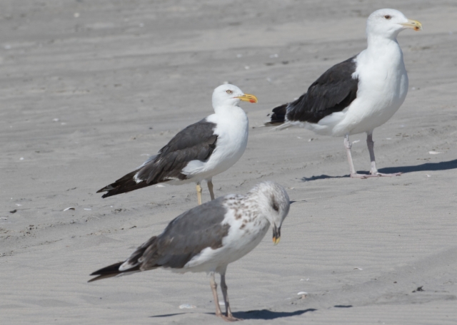 Selkälokki Larus fuscus Lesser Black-backed Gull graellsii/intermedius