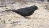 Mustarastas Turdus merula Blackbird 2 cy male