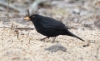 Mustarastas Turdus merula Blackbird +2cy male