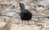 Mustarastas Turdus merula Blackbird 2cy male