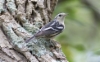Kiipijäkerttuli Mniotilta varia Black-and-white Warbler