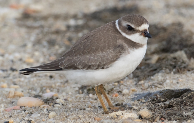 Kanadantylli Charadrius semipalmatus Semipalmated Plover 1cy