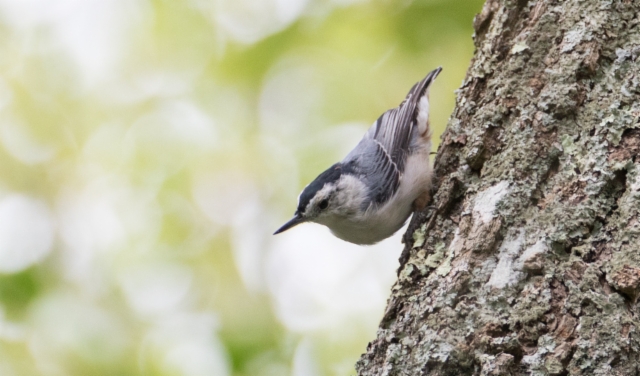 Amerikannakkeli Sitta carolinensis White-breasted Nuthatch male