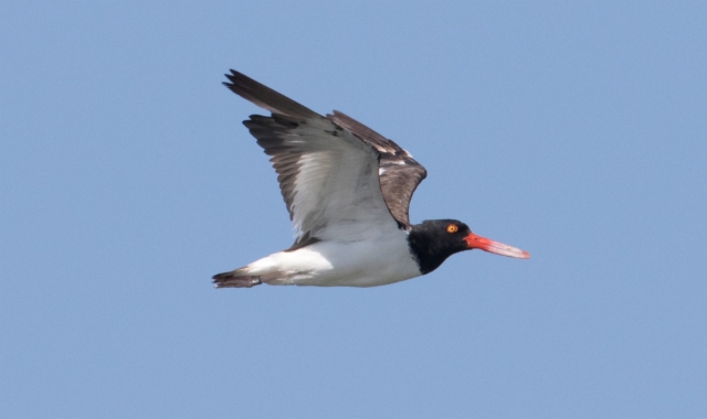 Amerikanmeriharakka Haemtaopus palliatus American Oystercatcher moulting adult