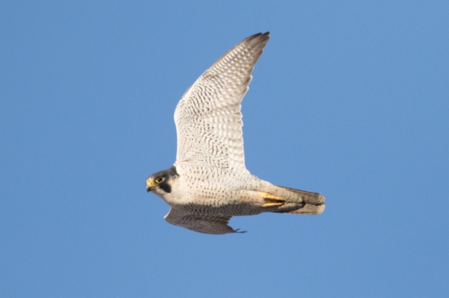 Muuttohaukka Falco peregrinus Peregrine Falcon adult