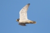 Muuttohaukka Falco peregrinus Peregrine Falcon adult