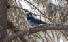 Pohjantikka Picoides tridactylus Three-toed Woodpecker +1cy female