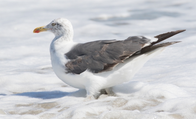 Selkälokki Larus fuscus graellsii Lesser Black-backed Gull 3cy