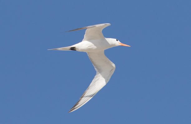 Kuningastiira Sterna maxima Royal Tern