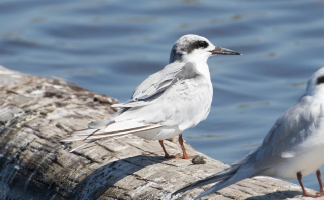 Hopeatiira Sterna forsteri Forster´s Tern