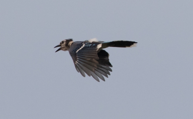 Sinitöyhtönärhi Cyanocitta cristata Blue Jay