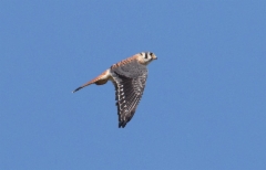 Amerikantuulihaukka Falco sparverius American Kestrel male