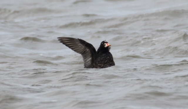 Pilkkaniska Melanitta perspicillata Surf Scoter male