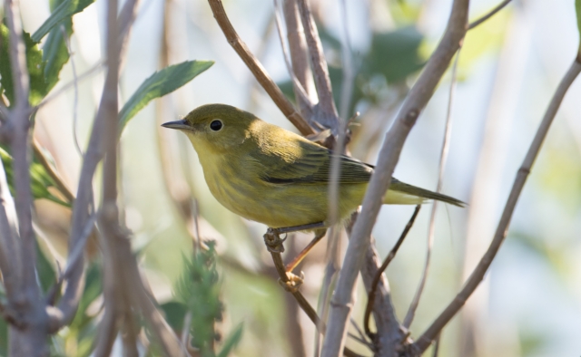 Keltakerttuli Dendroica petechia Yellow Warbler