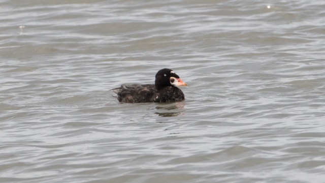 Pilkkaniska Melanitta perspicillata Surf Scoter male