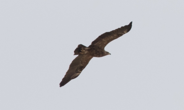 Pikkukiljukotka Aquila pomarina Lesser Spotted Eagle subadult