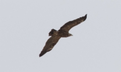 Pikkukiljukotka Aquila pomarina Lesser Spotted Eagle subadult
