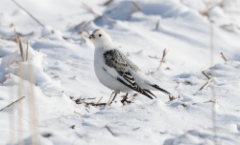 Pulmunen Plectrophenax nivalis Snow Bunting male