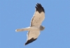 Sinisuohaukka Circus cyaneus Hen Harrier male