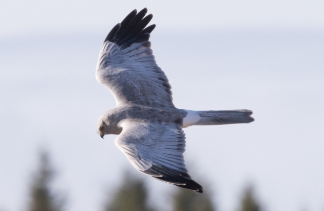 Sinisuohaukka Circus cyaneus Hen Harrier male